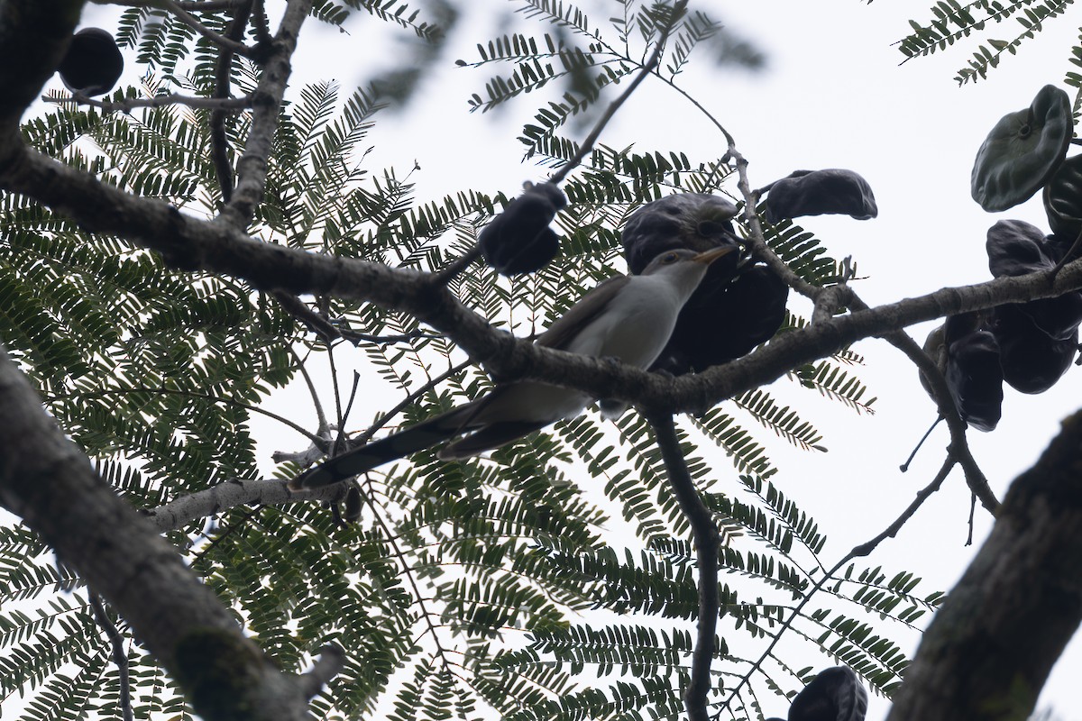 Coulicou à bec jaune - ML646768308