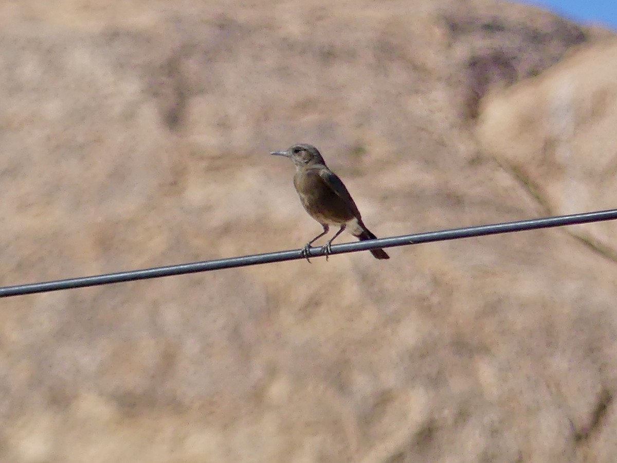 Dağ Esmer Bülbülü - ML646768309