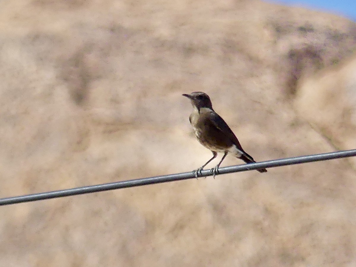 Dağ Esmer Bülbülü - ML646768310