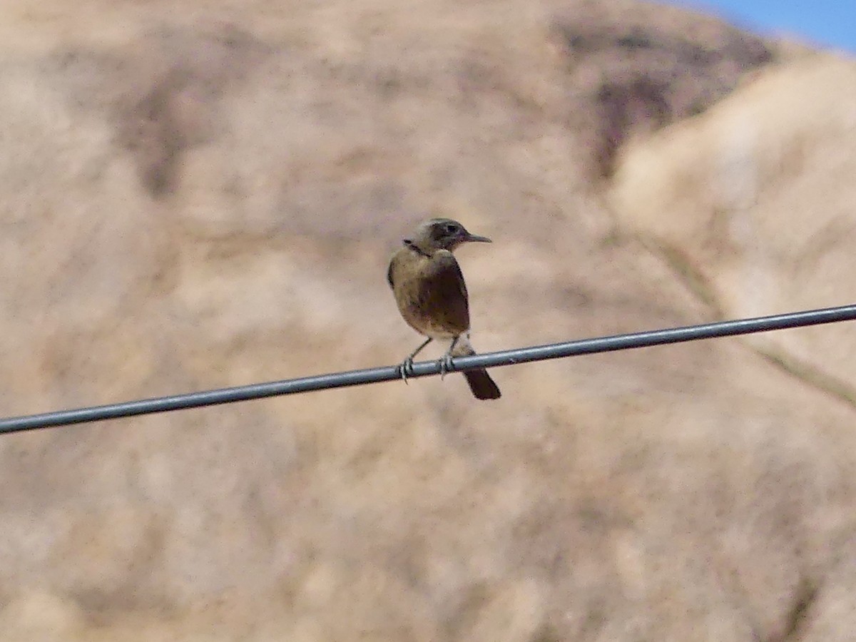 Dağ Esmer Bülbülü - ML646768311