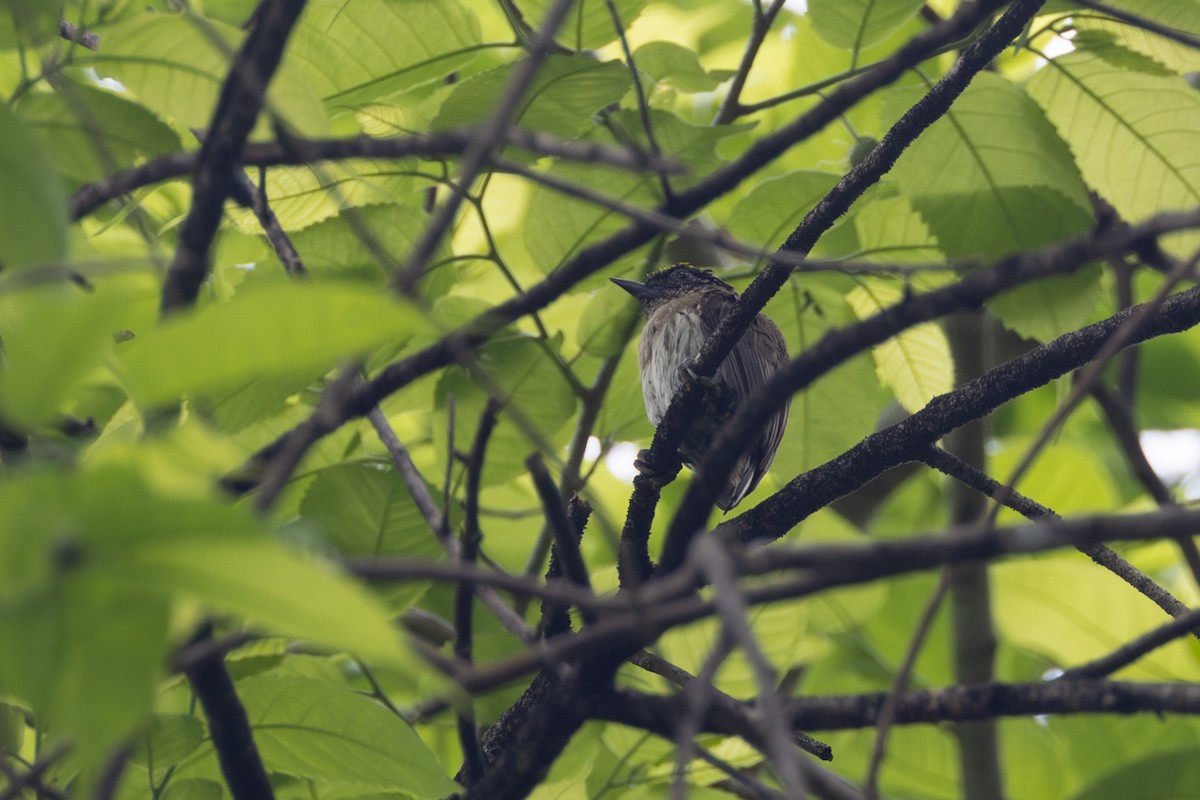 Grayish Piculet - ML646768312
