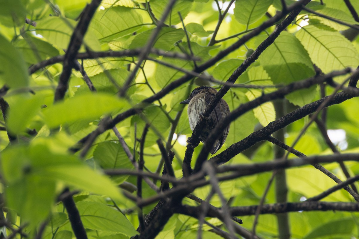 Grayish Piculet - ML646768313