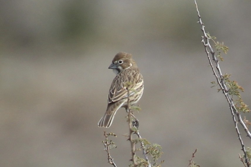 Lark Bunting - ML646768314