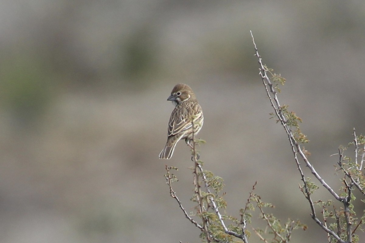 Lark Bunting - ML646768315