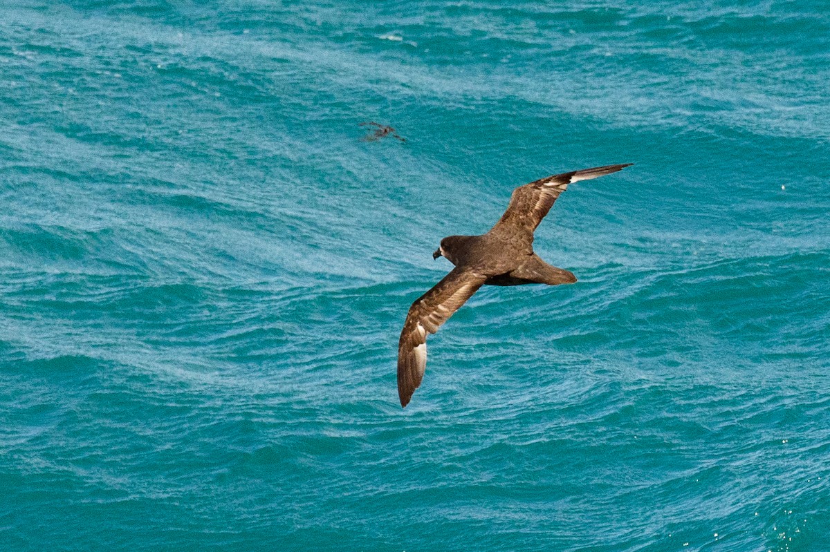 Procellariidae sp. (shearwater sp.) - ML646768318