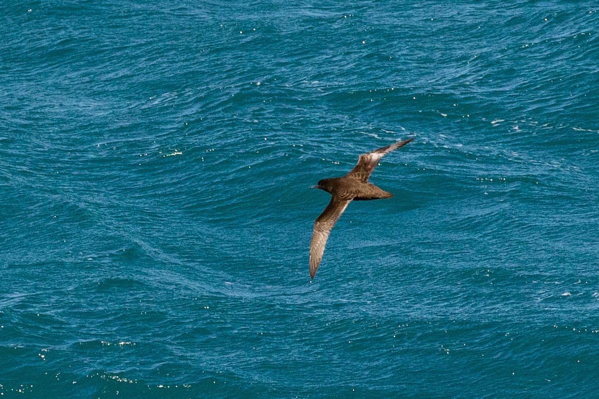 Procellariidae sp. (shearwater sp.) - ML646768319