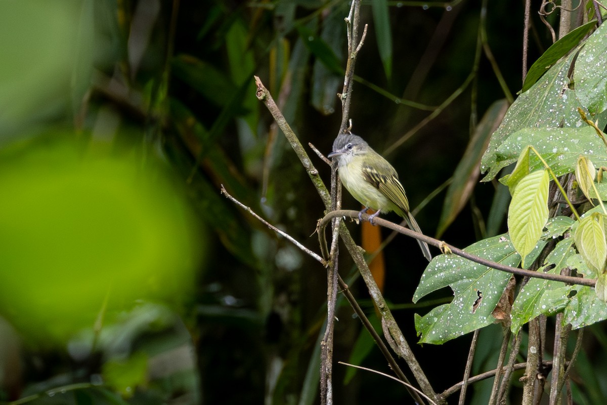 Sooty-headed Tyrannulet - ML646768320