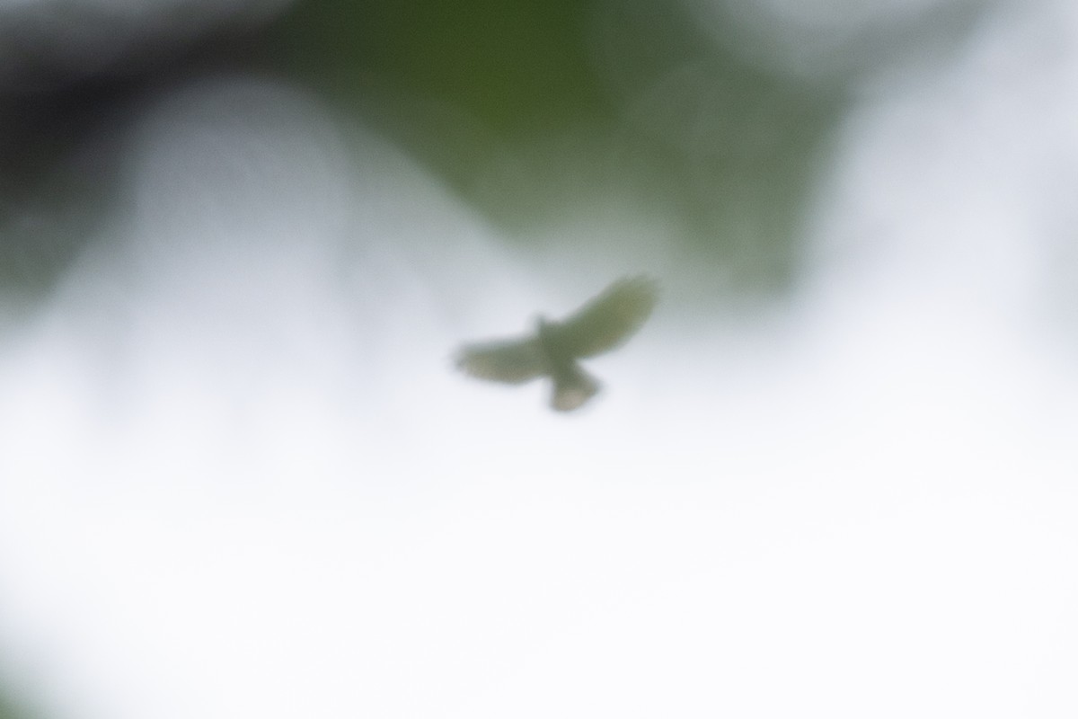 דורס יום בלתי-מזוהה (עקב) - ML646768322