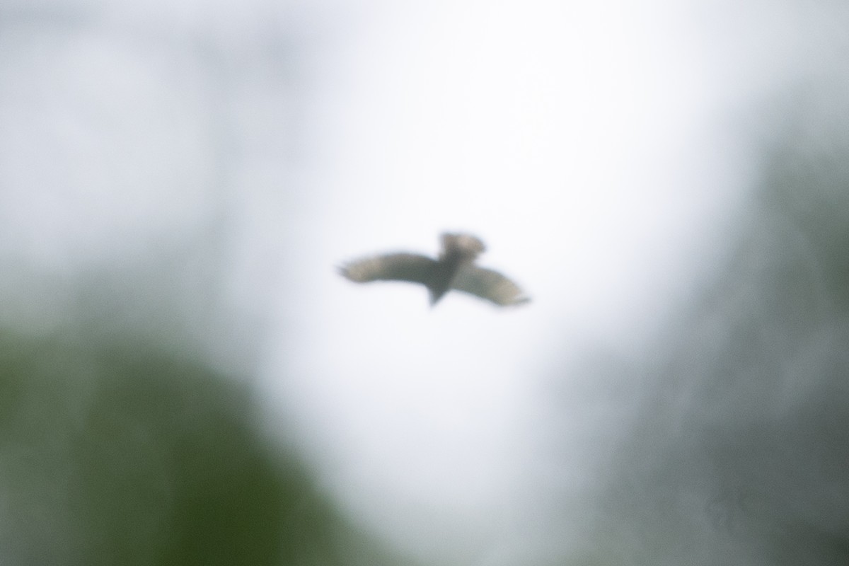 דורס יום בלתי-מזוהה (עקב) - ML646768323