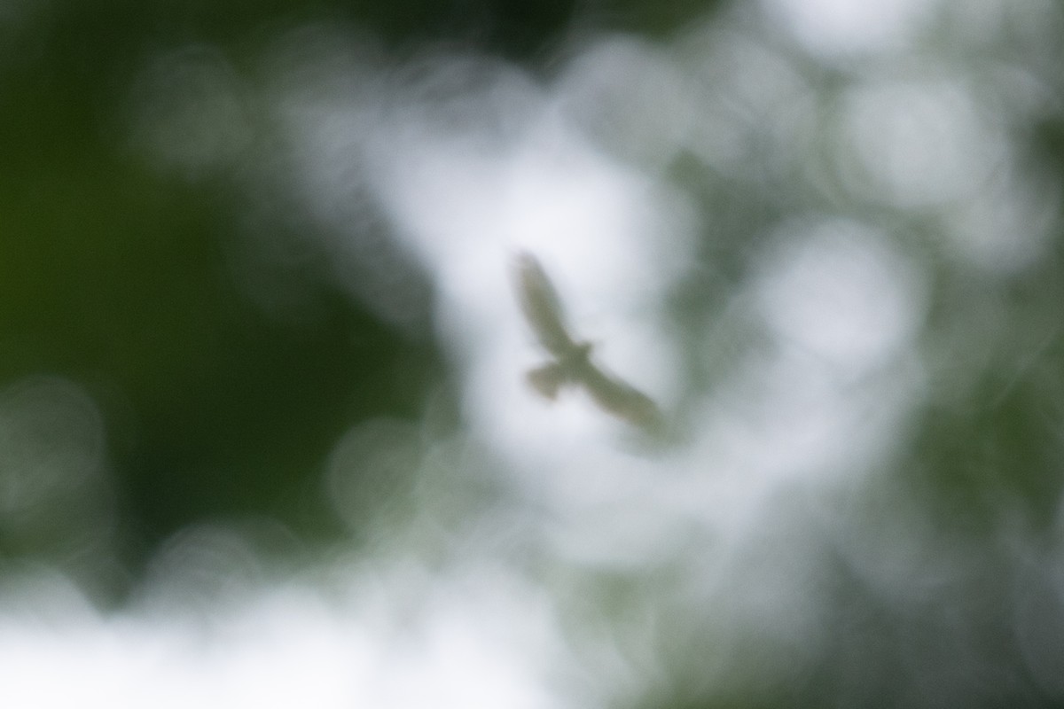 דורס יום בלתי-מזוהה (עקב) - ML646768324