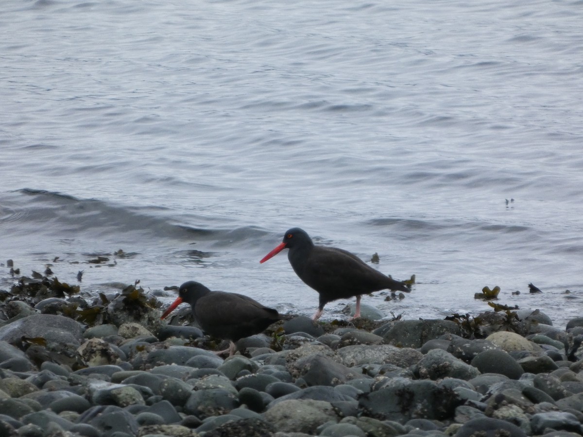 Black Oystercatcher - ML646768329