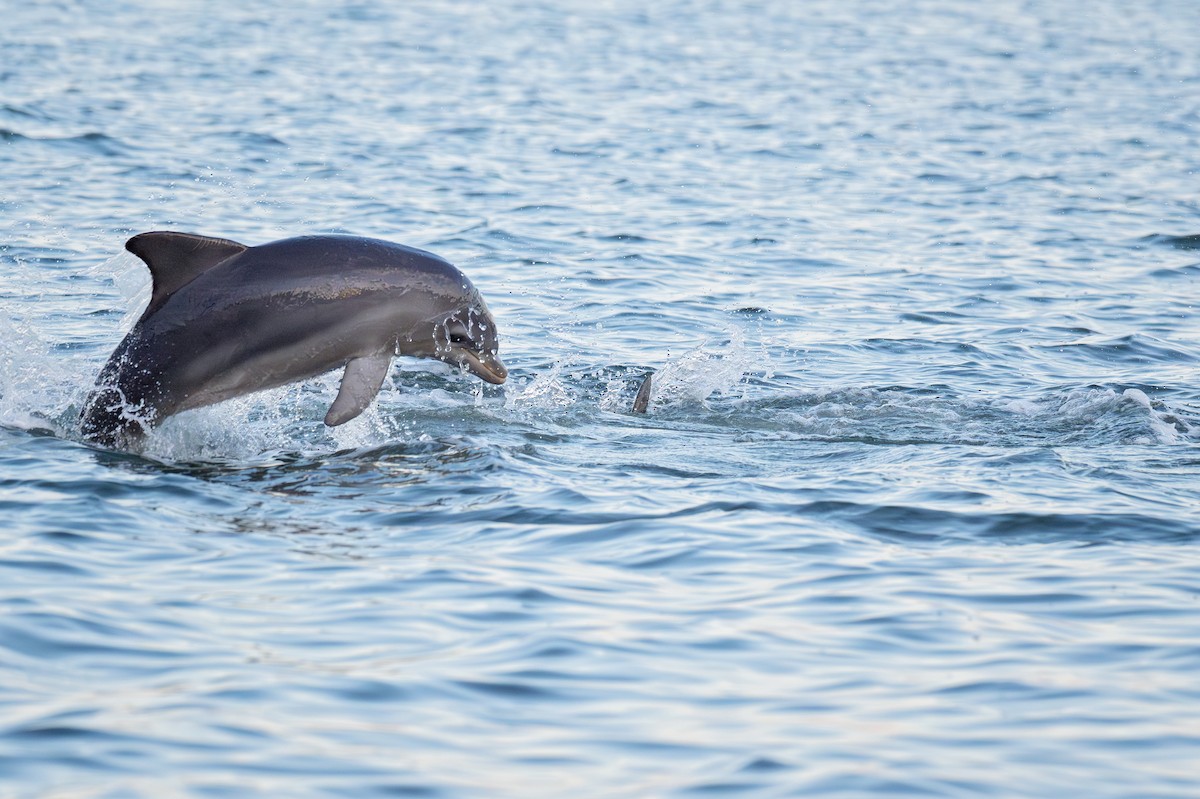 דולפינן מצוי - ML646768330