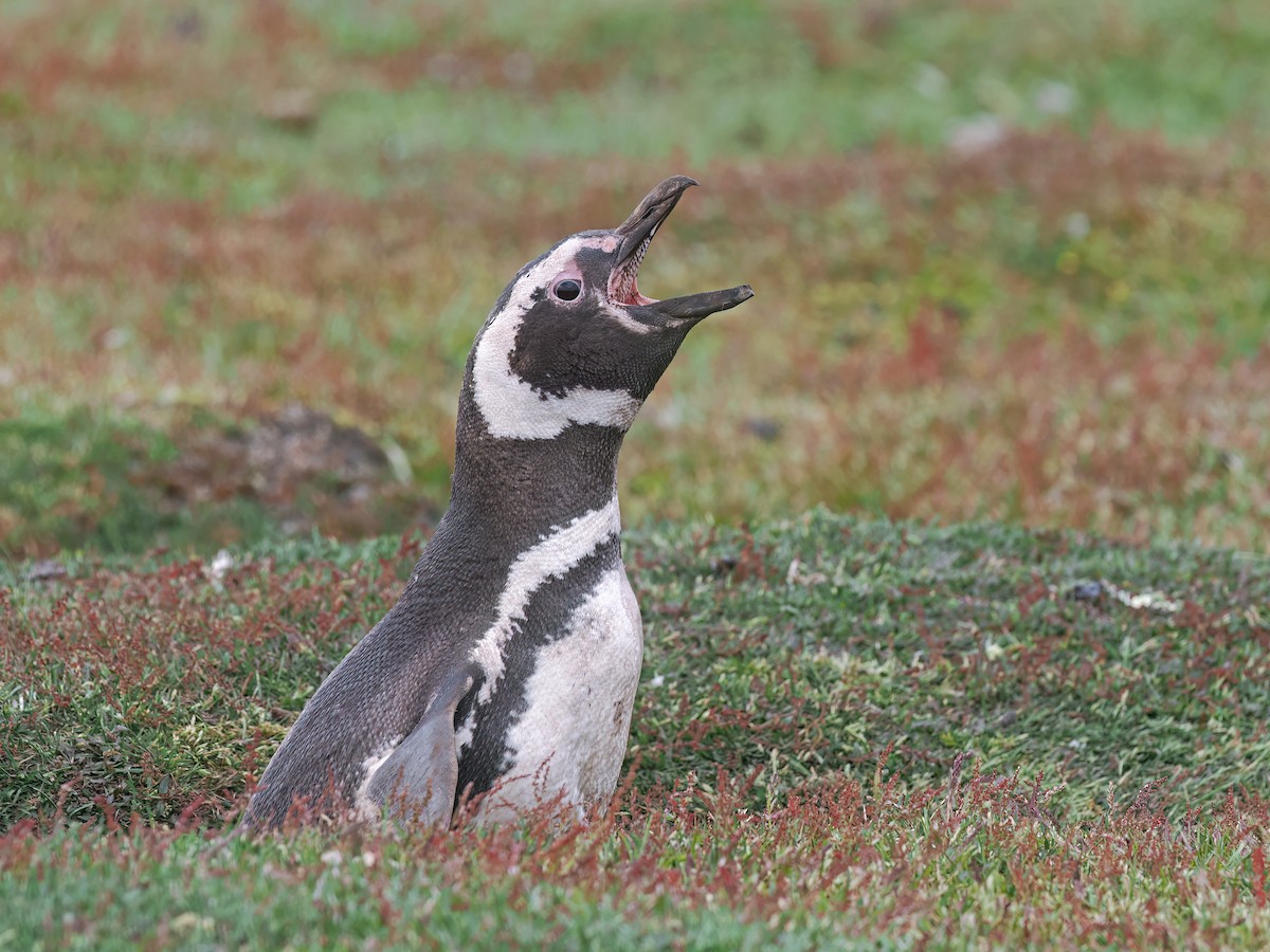 Manchot de Magellan - ML646768331