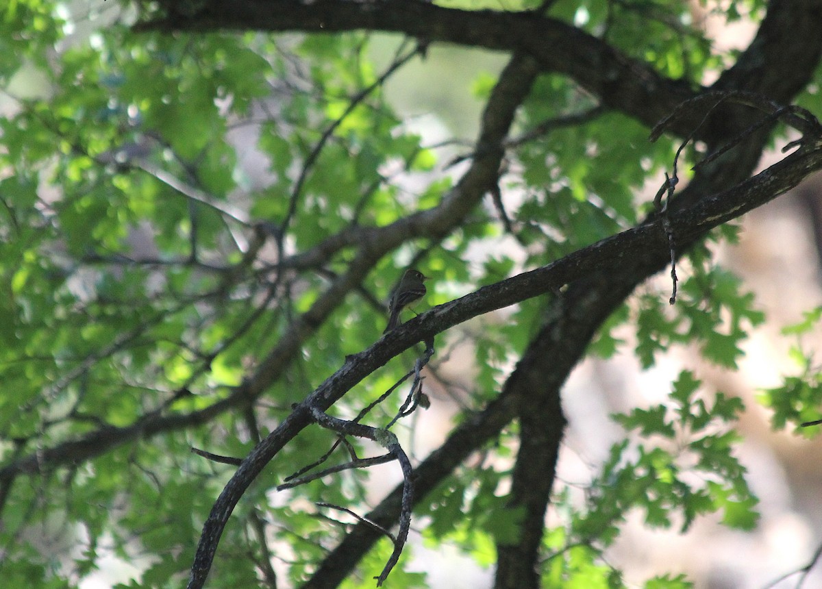 Western Flycatcher - ML646768342