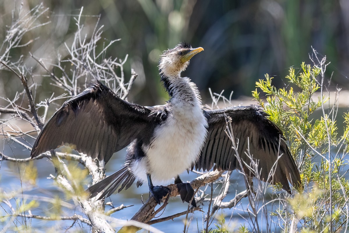 Пёстрый баклан - ML646768344