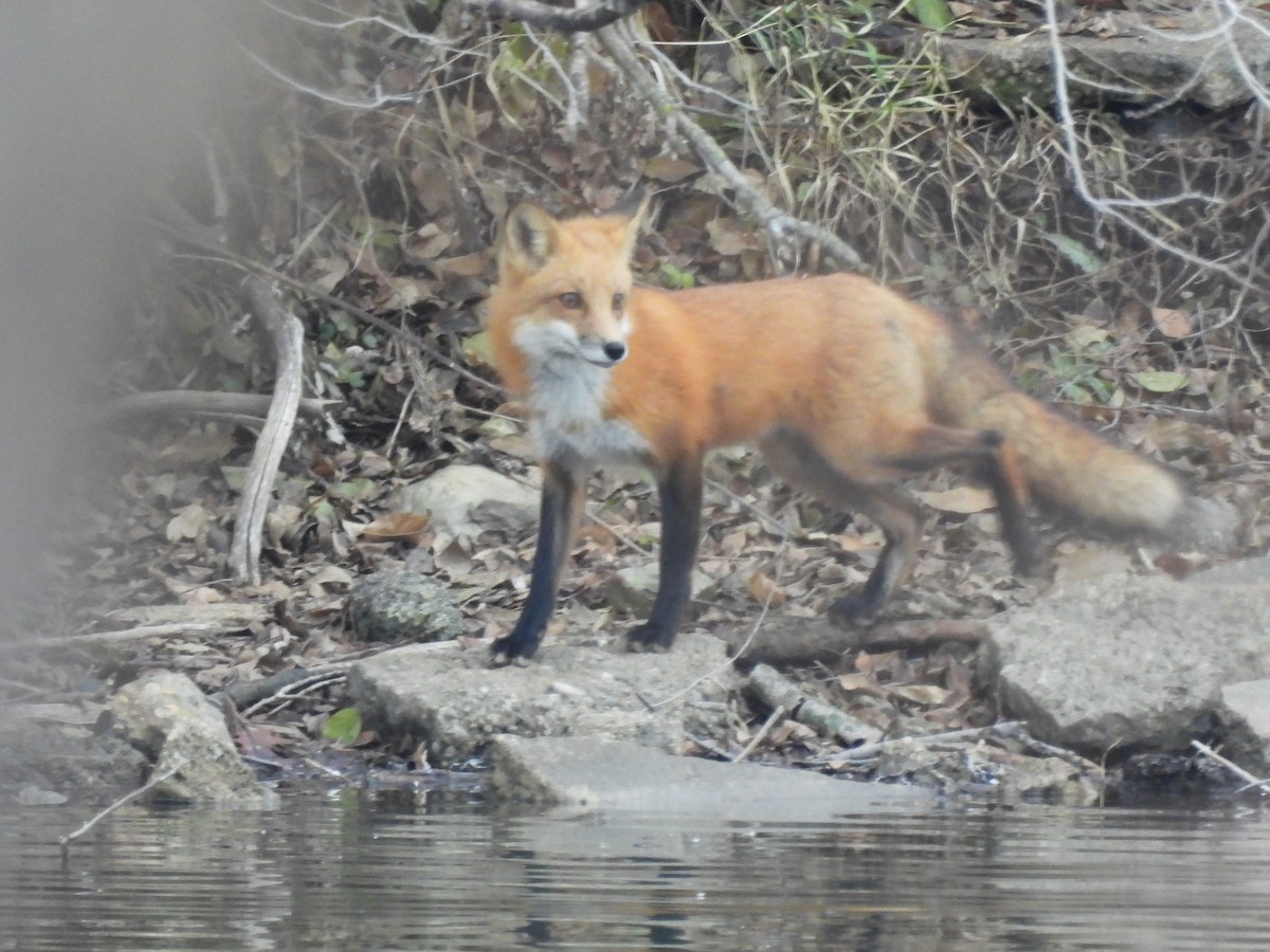 Zorro Rojo - ML646768353