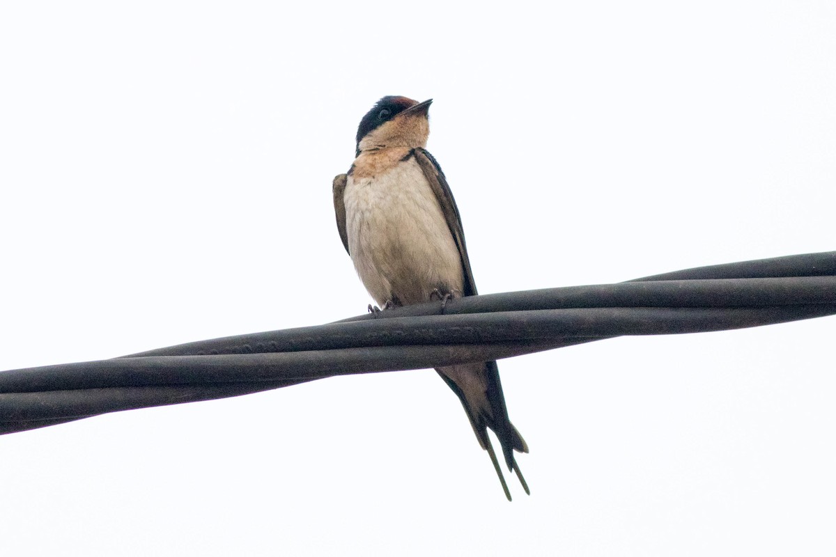 Fahlkehlschwalbe - ML646768355