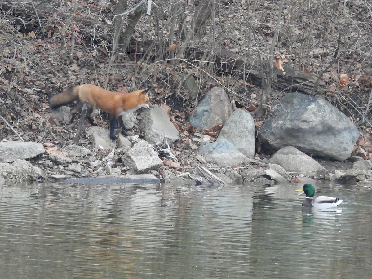 Zorro Rojo - ML646768357