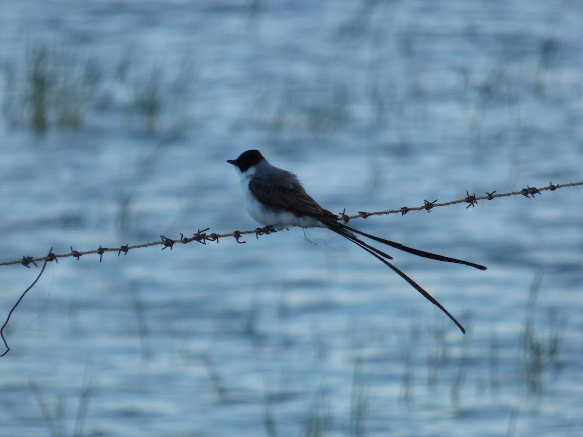 Fork-tailed Flycatcher - ML646768359