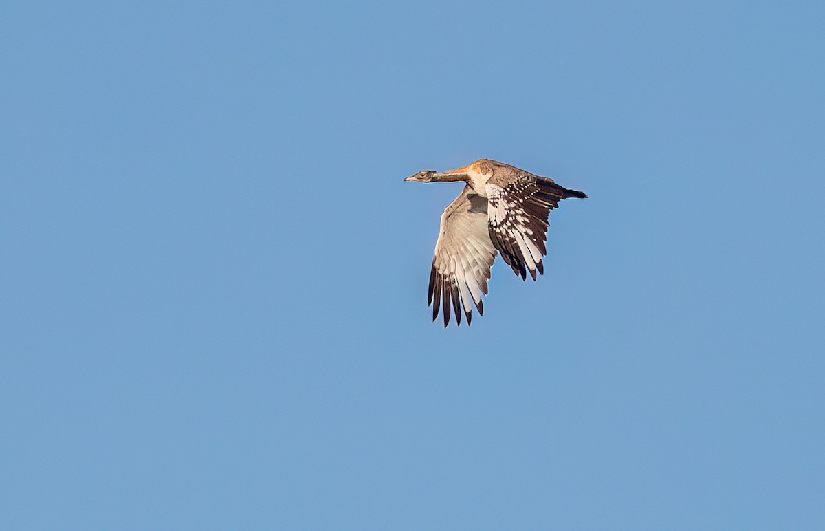 Outarde de Ludwig - ML646768362