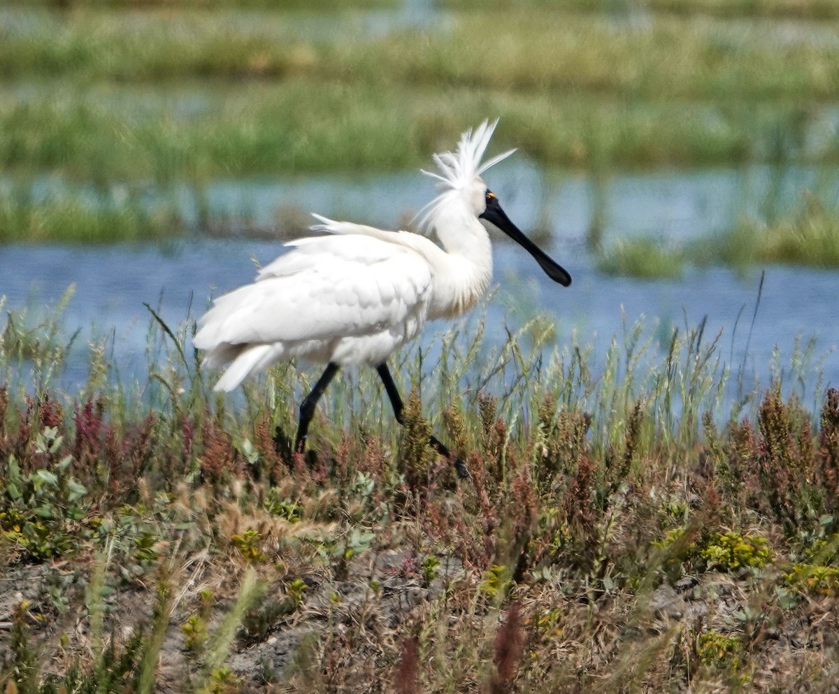 Косар королівський - ML646768363