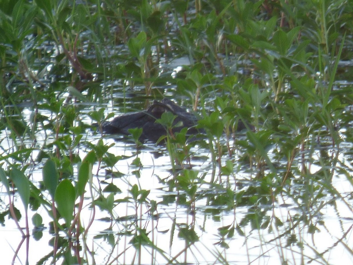 Typical Caimans - ML646768365