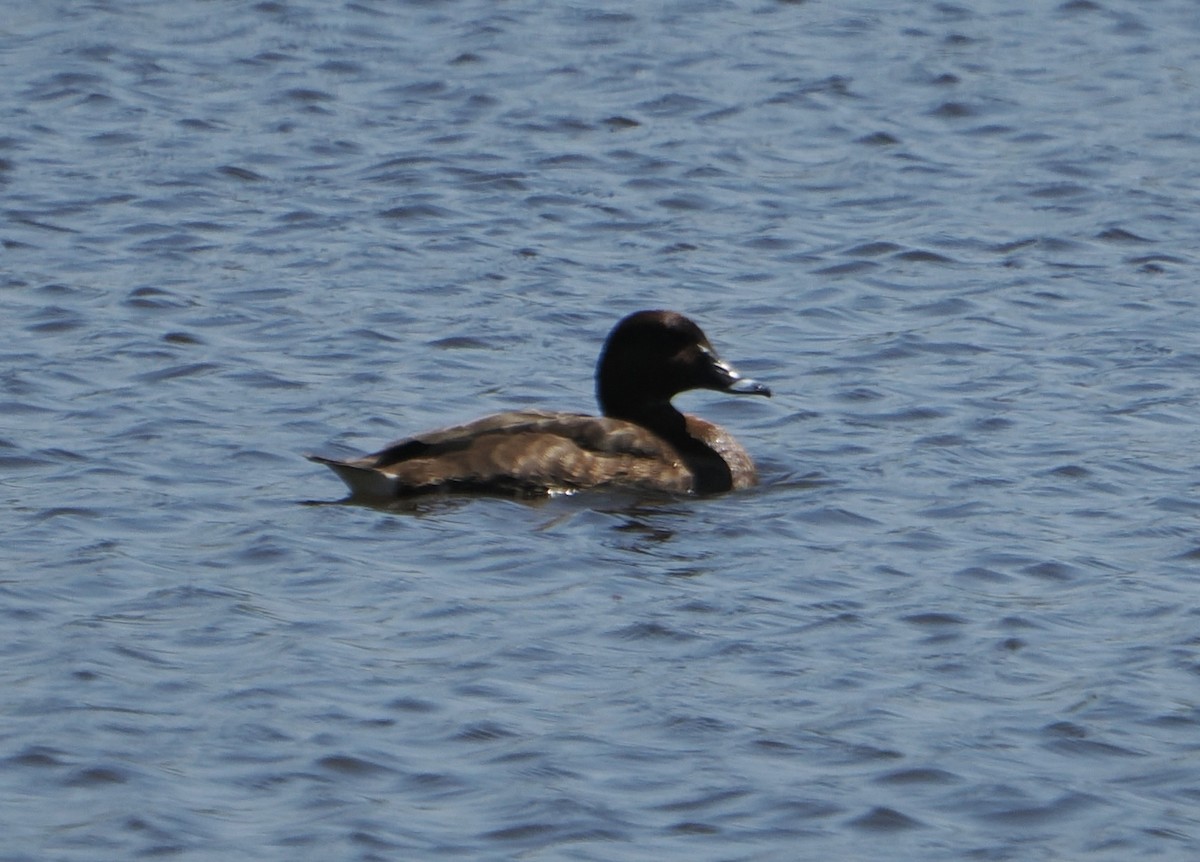 Hardhead - ML646768366