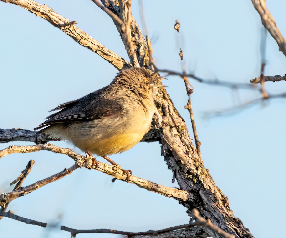 Crombec à long bec - ML646768368