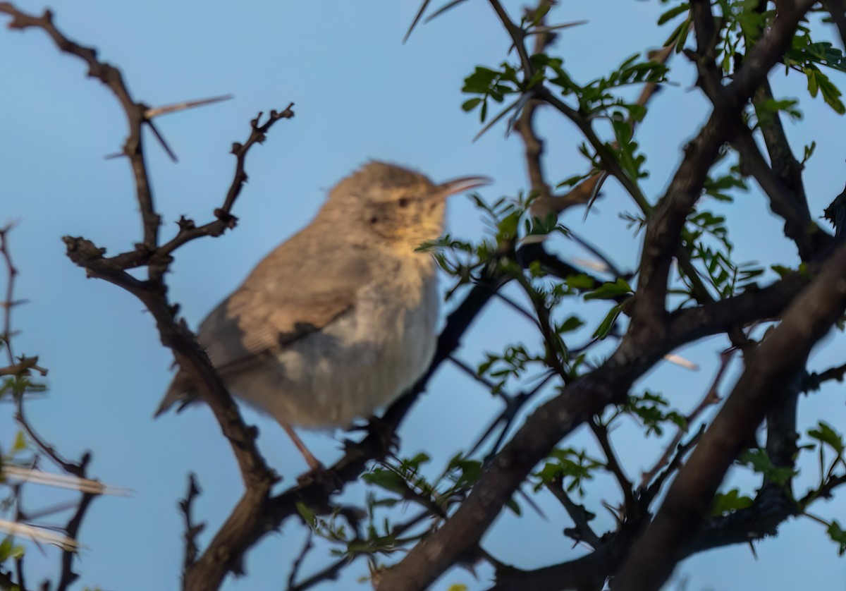 Crombec à long bec - ML646768369