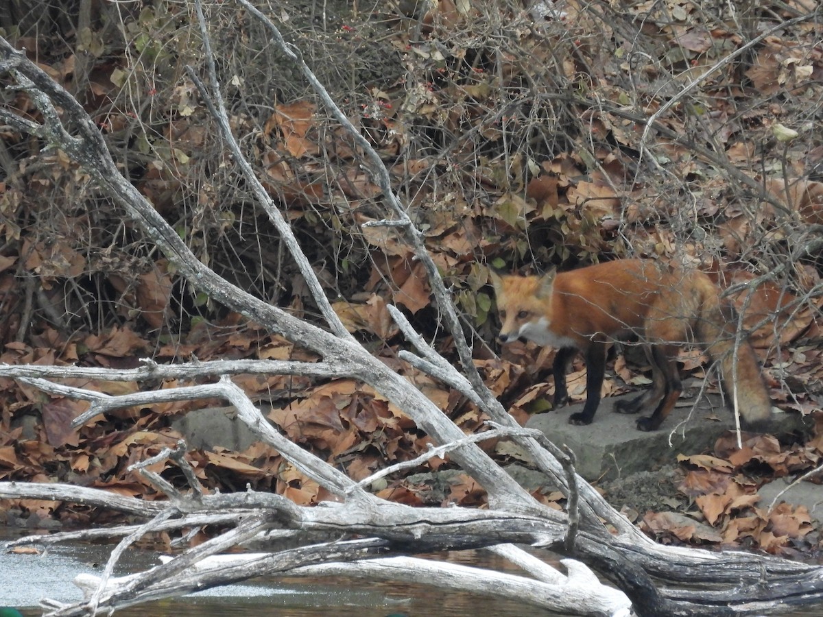 Zorro Rojo - ML646768373