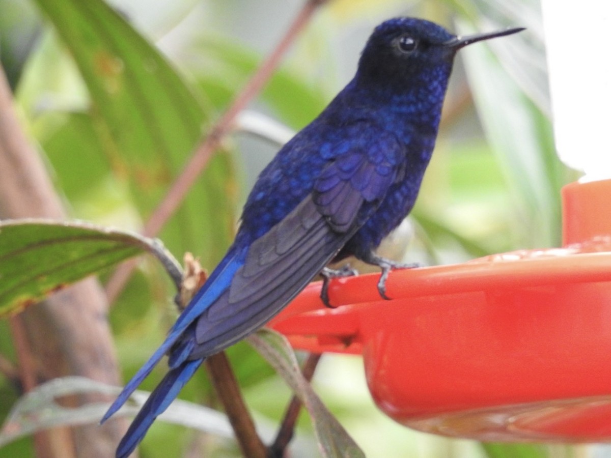 Kral Günmeleği - ML646768376