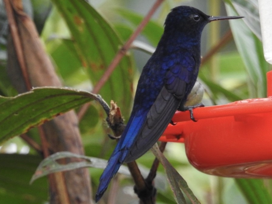 Kral Günmeleği - ML646768377