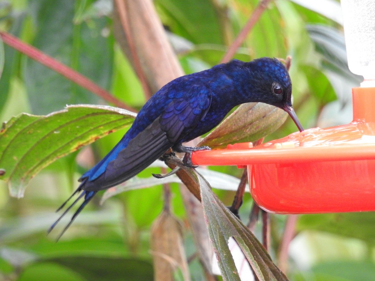 Kral Günmeleği - ML646768378