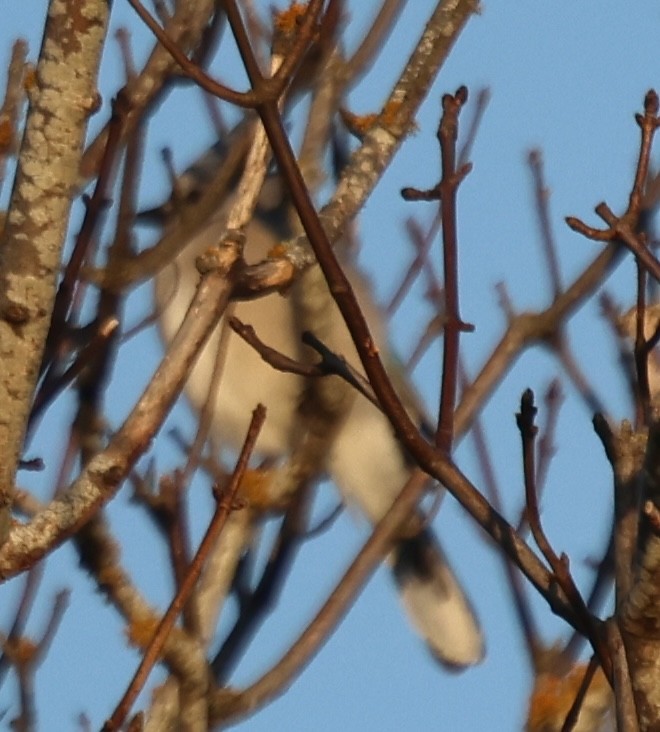 Blue Jay - ML646768379
