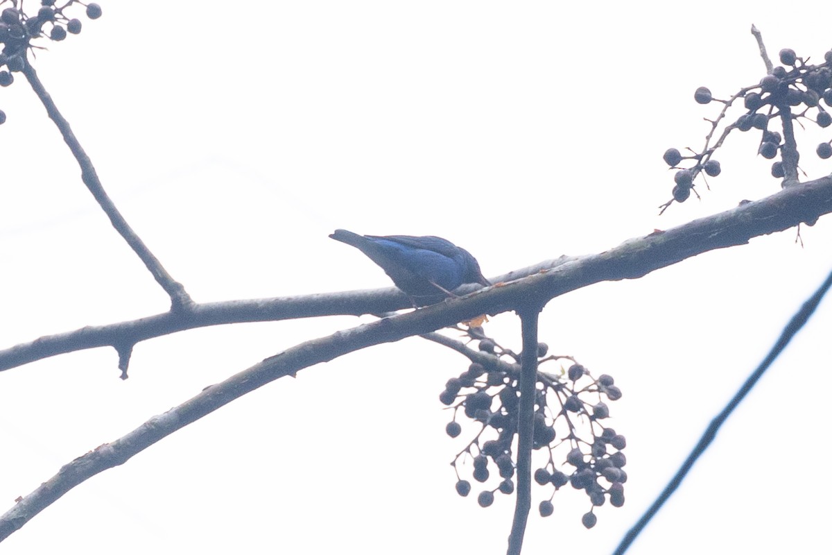 Blue Dacnis - ML646768381