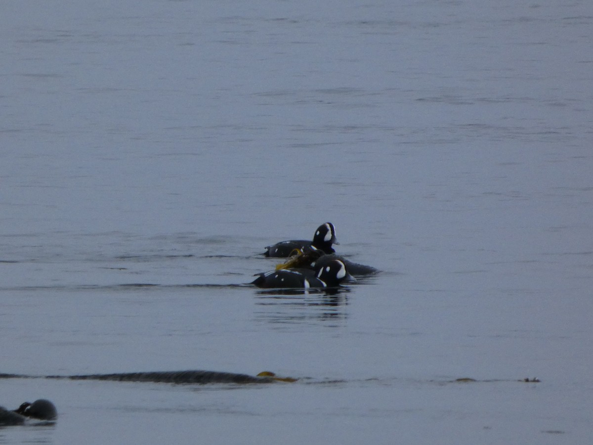 Ahate arlekina - ML646768382