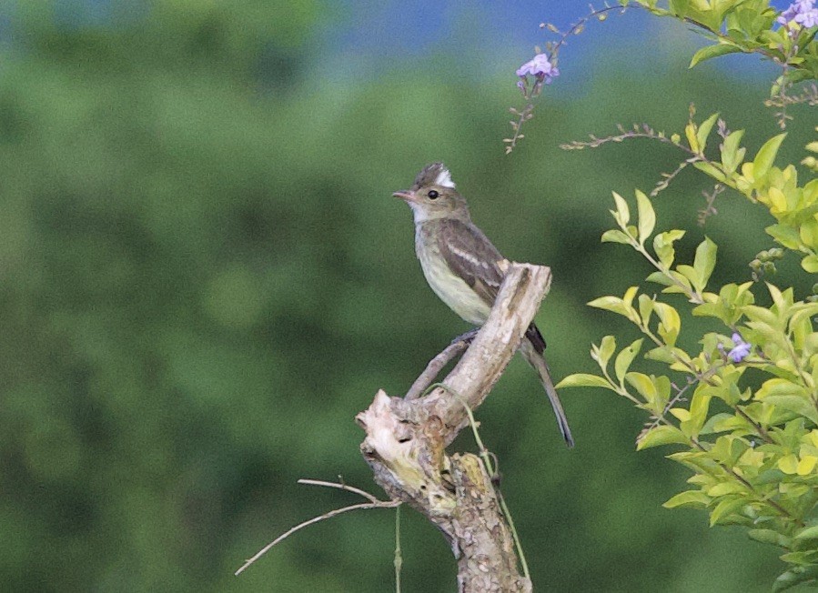 Élénie écaillée - ML646768384