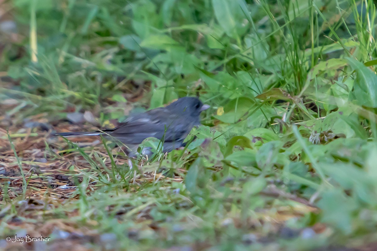 Junco ardoisé - ML646768386