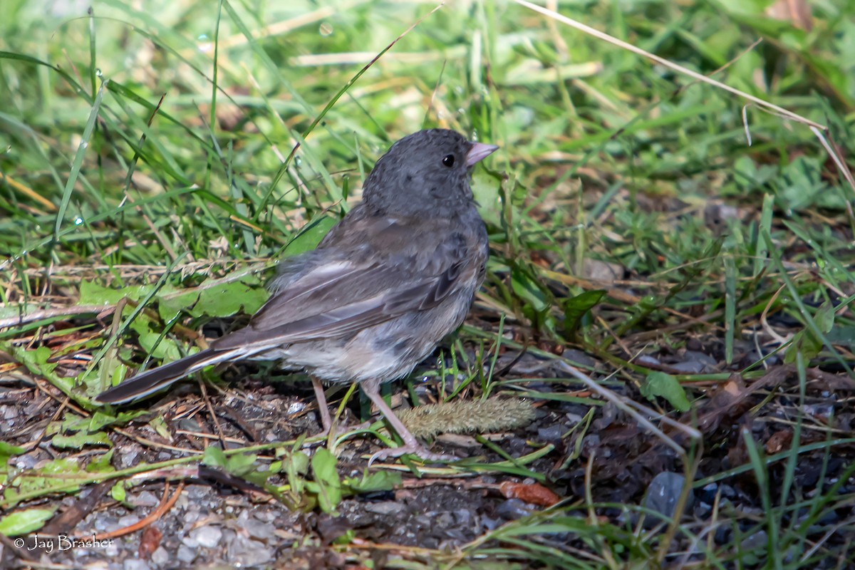Junco ardoisé - ML646768387