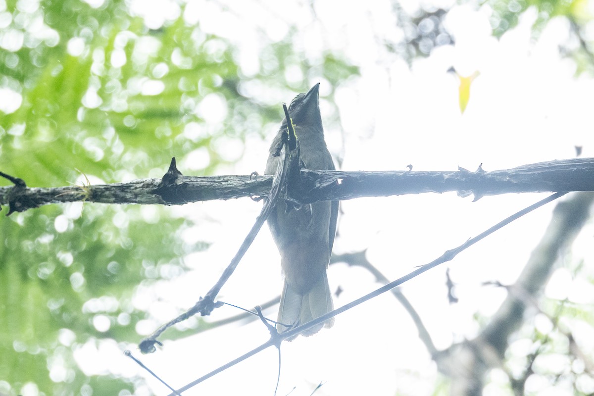 Saltator de Cabanis - ML646768388