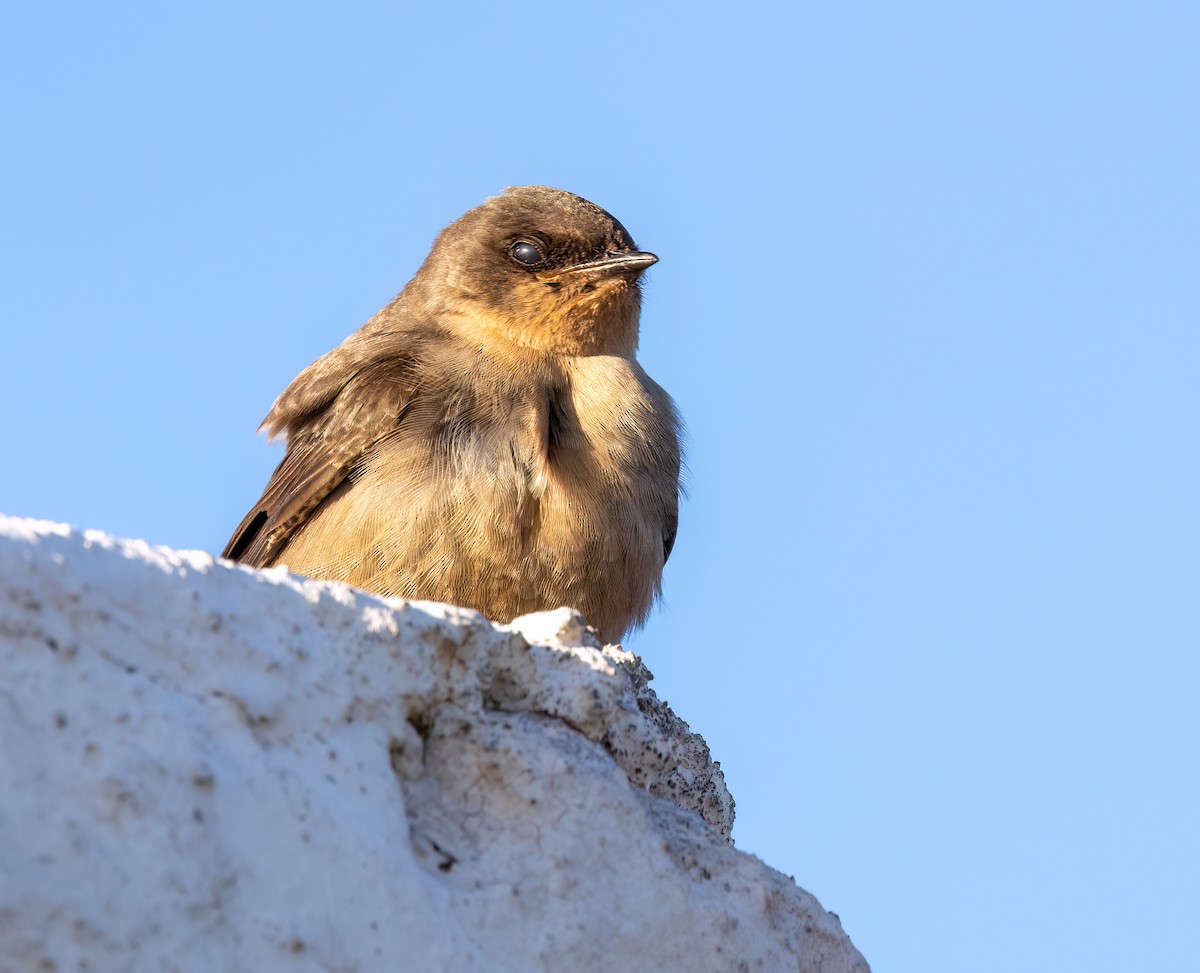 Hirondelle isabelline - ML646768396