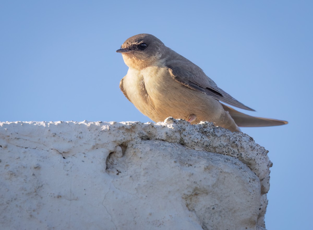 Hirondelle isabelline - ML646768398