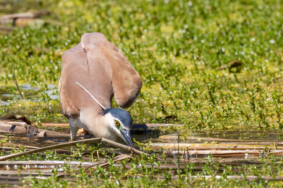 Рыжая кваква - ML646768399