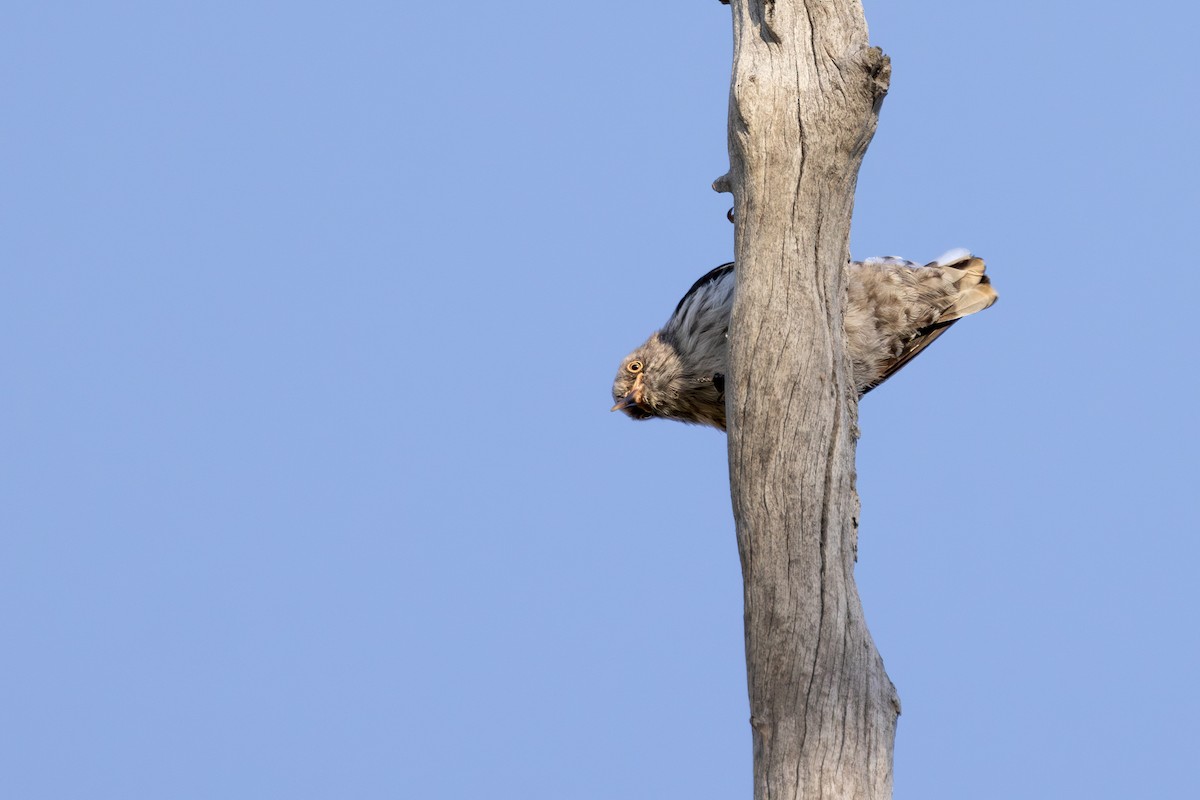 オーストラリアゴジュウカラ（chrysoptera） - ML646768400