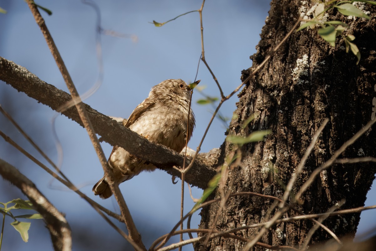 オーストラリアゴジュウカラ（chrysoptera） - ML646768401