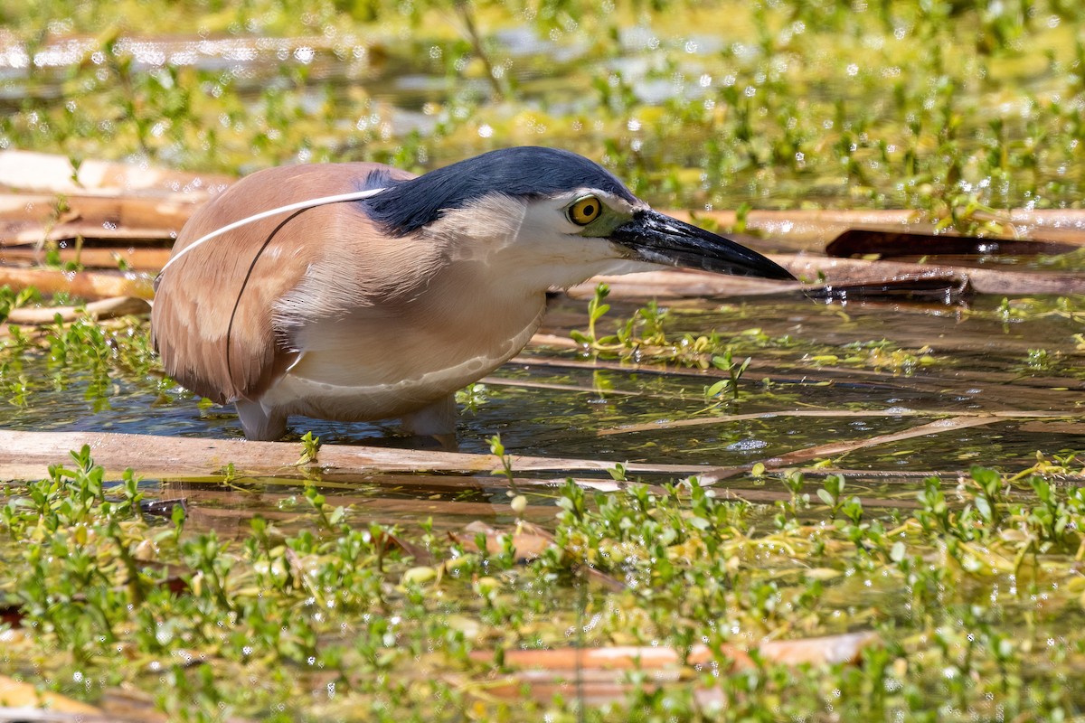 Рыжая кваква - ML646768404