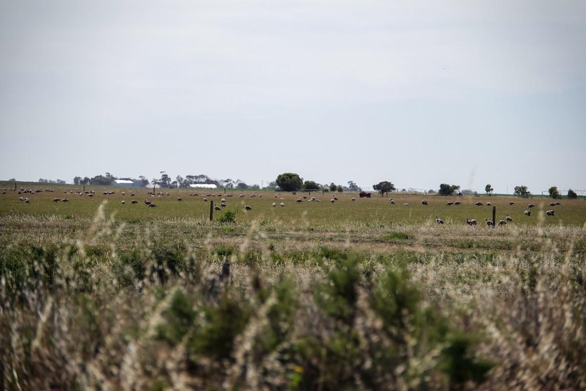 Céréopse cendré - ML646768407