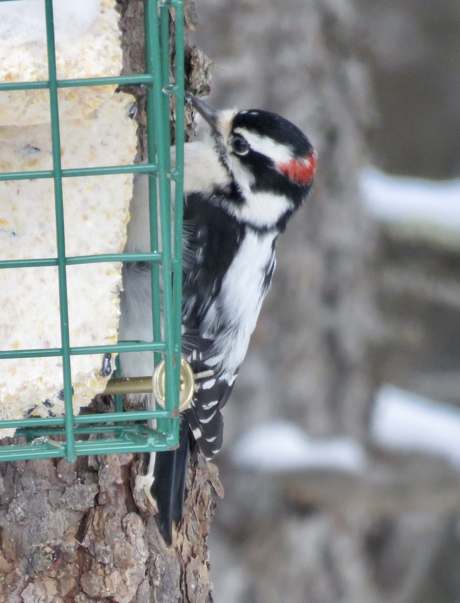 Дятел пухнастий - ML646768409