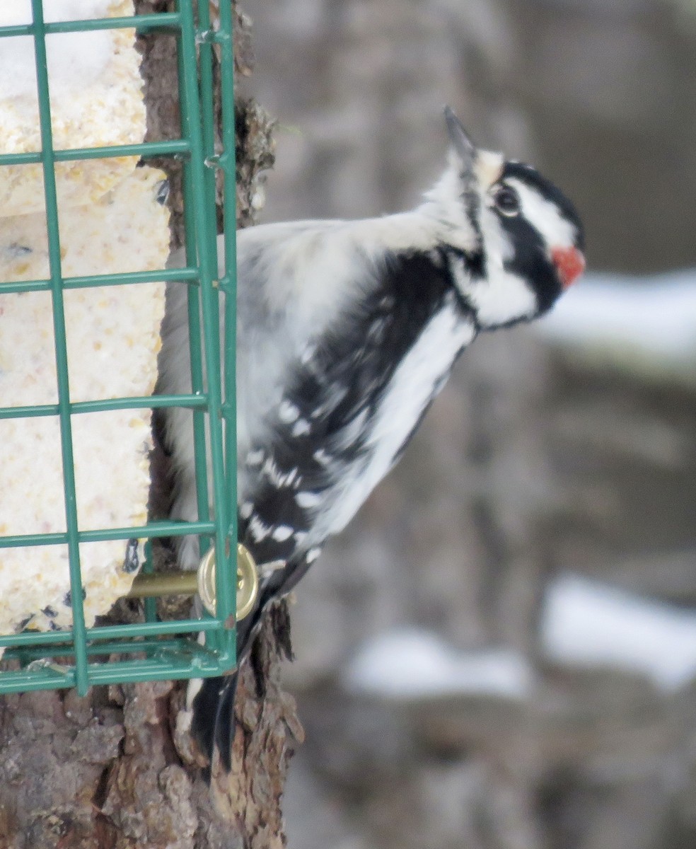 Дятел пухнастий - ML646768410