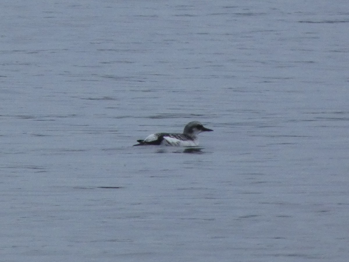 Pottorro hegalzuri aleutiarra - ML646768411